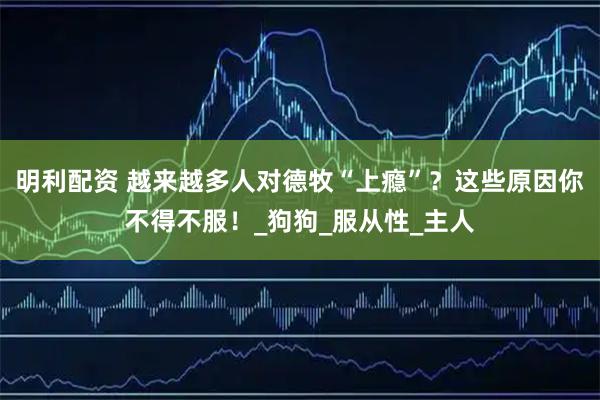 明利配资 越来越多人对德牧“上瘾”?这些原因你不得不服!_狗狗_服从性_主人